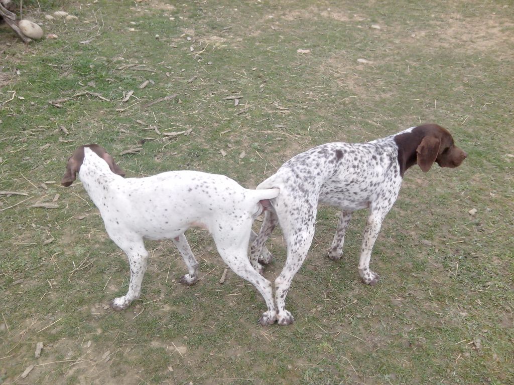 De La Sagne Noire - Chiot a venir debut Juin 2015