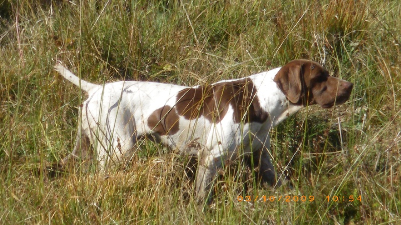 CH. TR. Bijou dit bruce de saint gerons