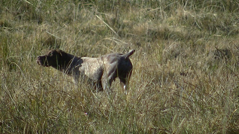 TR. Canelle du vallon de Beaudini