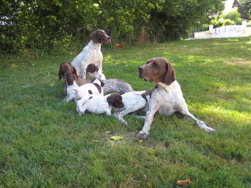 Chiot Gaya nés le 04.06.15