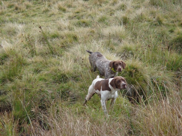 Chasse